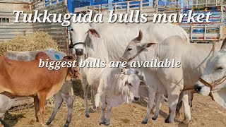 Tukkuguda📌 market every Monday //biggest bulls are available//cow's and baby's