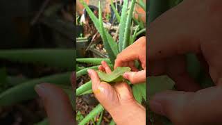 Discover the wonderful uses of aloe vera #shorts #aloevera