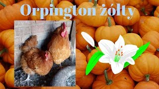 Drobiowo II #4 - Orpington żółty