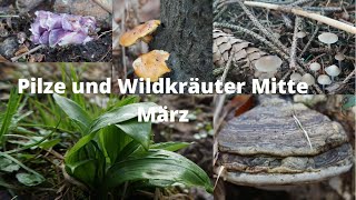 Pilze und Wildkräuter Mitte März