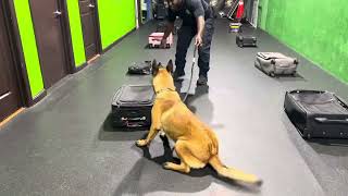 Detection training with K9 Dina