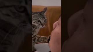 Cute cat video#shortsvideo#trendingshorts #youtubeshorts#kucing#cat