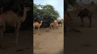 Camel Walking | Camels video