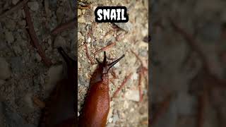 snail #shorts #viral #trending