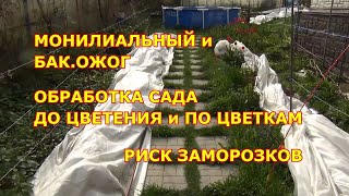 Монилиальный и бактериальный ожог. Обработка сада по цветкам, Риски заморозков