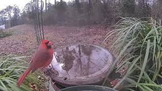 Feb 21 2022 Daily Backyard Birds UNEDITED Birdfy Cam #caughtonNetvue