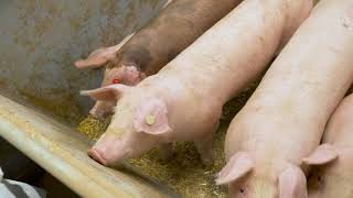 Ammoniak-Emissionsminderung – Unterflurschieber mit Kot-Harn-Trennung für  Mastschweineställe