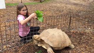 Wildlife Wonders at 1pm- Sulcata Tortoise