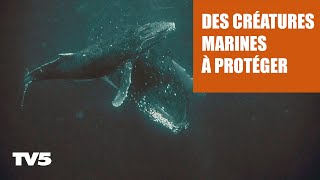 L'avocate des baleines et des dauphins!