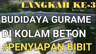 CARA BUDIDAYA IKAN GURAMI DI KOLAM  BETON - PENYIAPAN BIBIT GURAMI