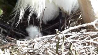 Snowy Egret Babies at Gatorland by Lee and Dan