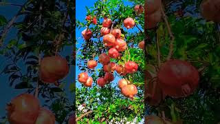 Anar,s at gilgit  || Pomegranate انار