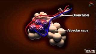 Working of Respiratory System