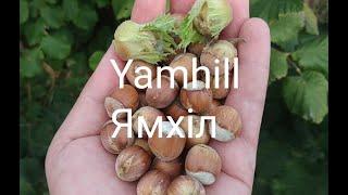 Фундук з Америки, сорт Ямхілл " Yamhill”. Огляд плодів.