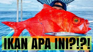 MANCING IKAN MERAH MENYALA SEPERTI WARNA LIPSTICK ‼️  MANCING DI GRAJAGAN BANYUWANGI ‼️ 2022