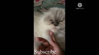 দুষ্টু বিড়ালের বাচ্চার গল্প ,naughty kittens cute video #shorts # kittens