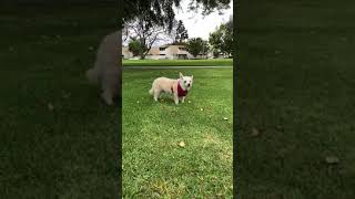 Mila Jo Sanchez - a doggo zen moment