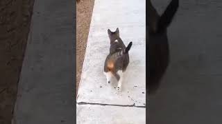 Funny cat - Funny cat video 2024 #cat #funny #shortvideo #catvideos #funnycats #cat #shorts #short