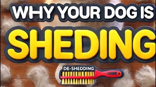 WHY IS DOG SHEDDING #dogcare #grooming