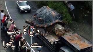 Duniya_ka_sabse_bada_Kachua__-_Largest_tortoise!