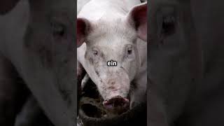 Wusstest du, dass Schweine zu den intelligentesten Tieren der Welt gehören?