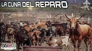 ESTE ES EL FUTURO DEL RANCHO| POR ALGO SOMOS LA CUNA DEL REPARO| MÁS DE 100 BECERROS PARA CALAR