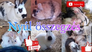 #Nyúl #összegzés | #Hány #nyuszink van? | #Mekkorát nőttek a #kisnyuszik?