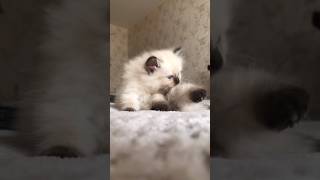 Девочка всегда девочка :) котята манчкин