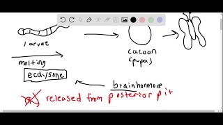 The hormone ecdysone a . is released from the posterior pituitary. b . stimulates molting in insect…