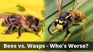 Wasps vs. Bees: Who's The Bigger Threat?