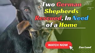 German Shepherd Siblings Rescued, Looking for Forever Home Together