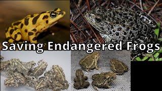 Caring For The Most Endangered Frogs And Toads At The Omaha Zoo