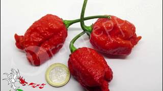 MY TOP 5 CHILI PEPPERS IN TERMS OF HEAT!!!