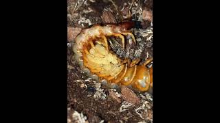 Centipede Dumps Its Old Skin and Skeleton Live On Camera #tiktok #shorts #fyp #centipede #bugs