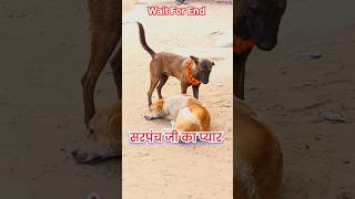 Funny | Dog Funny | Dog love | सरपंच जी की शादी #funny #fun #laugh #viral #short #trending #yt #dog