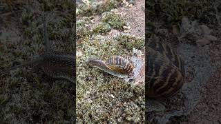 At a snails pace #snail #gastropod #mollusc #pulmonate #nature #shell #slugs #garden #wildlife