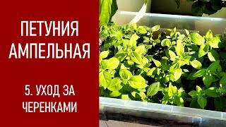 ПЕТУНИЯ - ЛЕГКО! Как ухаживать за черенками ампельной петунии