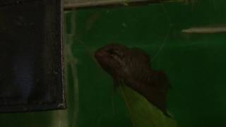 Male Black (or Red-Back )Paradise Fish  Display Coloration