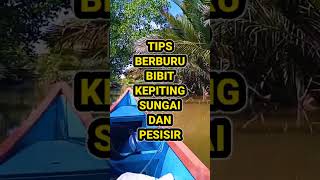 Berburu Bibit Kepiting Sungai Mangrove