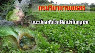 กรมวิชาการเกษตร แนะป้องกันโรคพืชเน่าในฤดูฝน