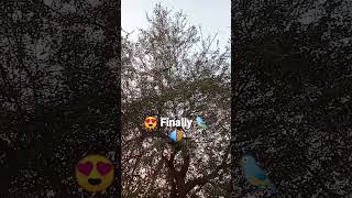 😍 Finally Koyal Ki Awaj Record Kar He Li 🐦 | Vedabh Vlogs