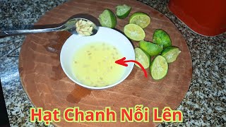 Cách lây hạt chanh ra cực nhanh .Mẹo Làm cho hạt chanh nỗi lên mặt nước cực hay