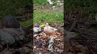 Ducks Love Rain #Ducks #philippines