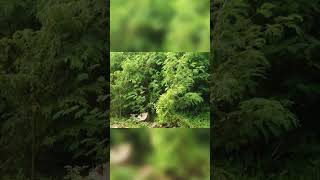 Spot the sniper part 1 #sniper #trending #like #subscribe