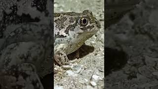 Balkan spadefoot - Pelobates balcanicus