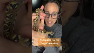 Bonding with my Madagascar Tree Boa, and I’m so in love! #sanzinia #snake #reptiles  #reptilefamily