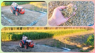 Debulhando Soja com o Leguminoso!! AGRALE 4100/420