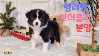 보더콜리분양 [강아지분양 바크바크]  Border Collie puppy for sale.