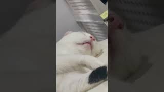 Cat very deep sleep