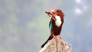 Kingfisher hunting frog